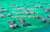 Cromosomas y Regulación de la expresión génica Por Gabriela Iglesias.