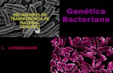 Genética Bacteriana 1.CONJUGACIÓN 2.TRANSFORMACIÓN 1.TRANSDUCCIÓN MECANISMOS DE TRANSFERENCIA DE MATERIAL GENÉTICO.