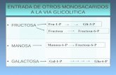 FRUCTOSA MANOSA GALACTOSA ENTRADA DE OTROS MONOSACARIDOS A LA VIA GLICOLITICA Gal-1-P Glu-6-P Fru-1-PGli-3-P Fructosa Fructosa-6-P Manosa-6-P Fructosa-6-P.