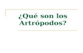 ¿Qué son los Artrópodos?. Artrópodos En Latín Arthropoda significa patas articuladas Incluye ente otros a los insectos, arácnidos, crustáceos y a los.