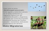 Aves Migratorias Aves como el piche (Dendrocygna autumnalis) Entre agosto y setiembre (verano en el norte) comienzan su migración hacia el sur del continente.