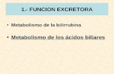 1.- FUNCION EXCRETORA Metabolismo de la bilirrubina Metabolismo de los ácidos biliares.