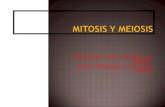 Diferencias entre la Mitosis y la Meiosis Alonso Albaladejo y Francisco García.