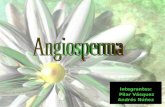 Integrantes: Pilar Vásquez Andrés Núñez. Las angiospermas o magnoliophyta son un filo de plantas fanerógamas, con semillas protegidas. Son las plantas.