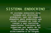 SISTEMA ENDOCRINO El sistema endocrino esta formado por distintas glándulas, que son órganos pequeños pero poderosos que están situados en todo el cuerpo.
