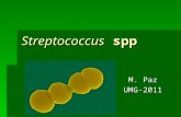 Streptococcus spp M. Paz UMG-2011. Streptococcus spp Gr. streptos = bobina, retorcido Anaerobios facultativos Anaerobios facultativos Cocos Gram (+) en.