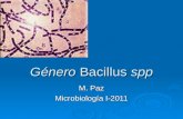 Género Bacillus spp M. Paz Microbiología I-2011. 60 especies de bacilos Gram-positivo o bacilos Gram-variable. Grandes (0.5 x 1.2 to 2.5 x 10 um) La mayoría.