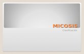 MICOSIS Clasificación. Micosis Infecciones causadas por hongos microscópicos, toman su nombre de la parte del organismo que invaden o del hongo que la.
