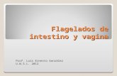 Flagelados de intestino y vagina Prof. Luis Ernesto González U.N.S.L. 2012.