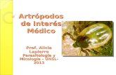 Artrópodos de Interés Médico Prof. Alicia Lapierre Parasitología y Micología – UNSL- 2013.