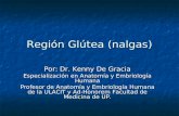 Región Glútea (nalgas) Por: Dr. Kenny De Gracia Especialización en Anatomía y Embriología Humana Profesor de Anatomía y Embriología Humana de la ULACIT.