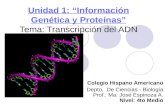 Unidad 1: Información Genética y Proteínas Tema: Transcripción del ADN Colegio Hispano Americano Depto. De Ciencias - Biología Prof.: Ma. José Espinoza.