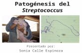 Patogénesis del Streptococcus Presentado por: Sonia Calle Espinoza.