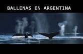 Ballenasen Sur Argentina