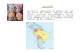 La piña es originaria de América del sur (El norte de Brasil, América central, Caribe). Conocida principalmente por su fruto comestible, la piña debe su.