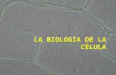 LA BIOLOGÍA DE LA CÉLULA. LA TEORÍA CELULAR 1.Todos los organismos están formados por una o más células. 2.La célula es la unidad básica de estructura.