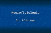 Neurofisiologia Dr. Julio Vega. NEUROFISIOLOGÍA DEL MOVIMIENTO ESTRUCTURA DEL SISTEMA NERVIOSO ORGANIZACIÓN FUNCIONAL DEL SISTEMA MOTOR.