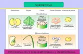 Angiospermas. Diferencias entre monocotiledóneas y dicotiledóneas.
