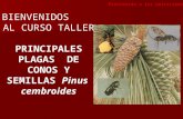BIENVENIDOS AL CURSO TALLER PRINCIPALES PLAGAS DE CONOS Y SEMILLAS Pinus cembroides Bienvenida a los participantes.