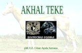 El Akhal-Teke es un caballo procedente de Turkmenistán. Han sido utilizados como caballos de caballería y para carreras durante unos 3000 años. El Akhal-Teke.
