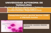 Campylobacteriosis genital bovina (CGB) o Vibriosis bovina Enfermedad Reproductiva: PRESENTA: AGÜERO MEDINA NAILEA UNIVERSIDAD AUTONOMA DE TAMAULIPAS Facultad.