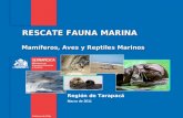 Mamíferos, Aves y Reptiles Marinos RESCATE FAUNA MARINA Región de Tarapacá Marzo de 2011.