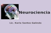 Neurociencia Lic. Karla Santos Galindo. ¿Qué es Neurociencia? La Neurociencia es el conjunto de ciencias cuyo objeto de investigación es el sistema nervioso.