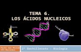 TEMA 6. LOS ÁCIDOS NUCLEICOS 2º Bachillerato - Biología Pachi San Millán IES Muriedas.
