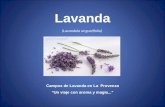 (Lavandula angustifolia) Campos de Lavanda en La Provenza Un viaje con aroma y magia... Lavanda.