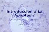 Introducción a La Apoptosis Introducción a La Terapia Génica Curso 2008-09.