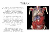 TÓRAX El tórax es una estructura formada por huesos que crean un gran compartimento conocido como cavidad toráxica, la cual alberga los pulmones y el corazón.