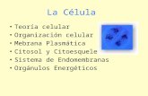 La Célula Teoría celular Organización celular Mebrana Plasmática Citosol y Citoesqueleto Sistema de Endomembranas Orgánulos Energéticos.