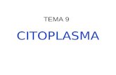 CITOPLASMA TEMA 9. Orgánulos y estructuras no membranosas Hialoplasma Citoesqueleto Centrosoma Cilios y flagelos Ribosomas Inclusiones citoplasmáticas.