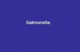 Salmonella. Características de Salmonella Bacilo G (-) móvil. Patologías en humanos: gastroenteritis (S. thyphimurium) y fiebre tifoidea (S. thyphi).