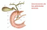 Secreciones de las glándulas anexas. Páncreas Secreción pancreática Componente enzimático: Céls. acinares amilasa pancreática lipasas (3 enz.) nucleasas.
