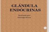 Glandulas endocrinas GB94