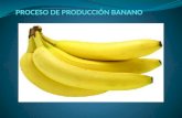 PRODUCCIÓN El cultivo del banano exige unas características especiales de suelo y climatológicas entre las que se deben mencionar: Ecología del Banano.