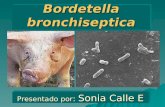 Bordetella bronchiseptica Presentado por : Sonia Calle E.