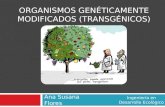 Organismos Genéticamente Modificados (transgénicos)
