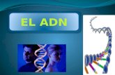 ADN-DNA(ácido desoxirribonucleico)