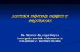 SISTEMA INMUNE INNATO Y PROTEASAS SISTEMA INMUNE INNATO Y PROTEASAS Dr. Nicanor Jáuregui Reyes Investigador asociado a laboratorio de inmunologia UP Cayetano.