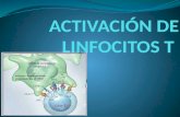 Activación de linfocitos T