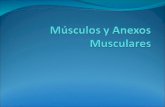 Músculos Músculo es cada uno de los órganos contráctiles del cuerpo humano y de otros animales, formados por tejido muscular (Wikipedia)órganoscuerpo.