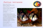 Puntius tetrazona Orden: cypriniformes Nombre vulgar: tigres, pollos Familia: Cyprinidae Habitad: arroyos de aguas rápidas. Distribución: Asia en las islas.