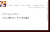 Universidad de Puerto Rico en Aguadilla Departamento de Ciencias Naturales Jesús Lee-Borges, Jose A. Carde-Serrano Introducción: Anatomía y Fisiología.
