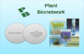PlantBionetwork OFRECEMOS una biotecnología que abarata costes.