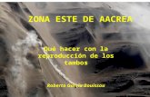 ZONA ESTE DE AACREA Qué hacer con la reproducción de los tambos Roberto García Bouissou.