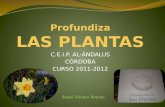 C.E.I.P. AL-ÁNDALUS CÓRDOBA CURSO 2011-2012 Ángel Solano Repiso.