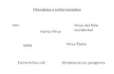 VIH Virus Ébola Virus del Nilo occidental Hanta Virus SARS Streptococcus pyogenesEscherichia coli Microbios y enfermedades.