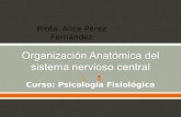 Curso: Psicología Fisiológica Profa. Alice Pérez Fernández.